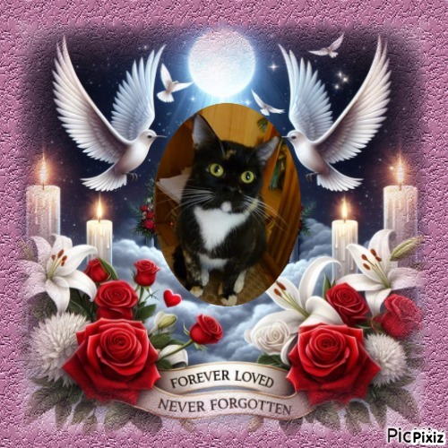 ElianaCT uploaded   73  day/s  ago