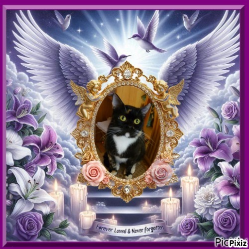 ElianaCT uploaded   73  day/s  ago