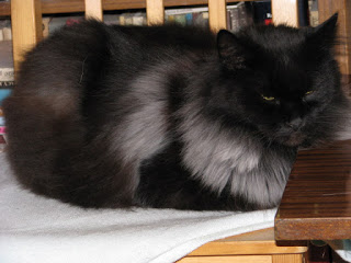 Felek of the Evik7 family