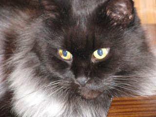 Felek of the Evik7 family