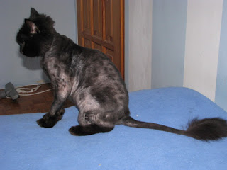 Felek of the Evik7 family