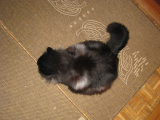 Felek of the Evik7 family