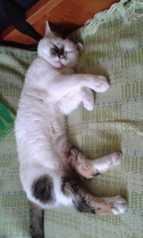 Ruda of the Evik7 family