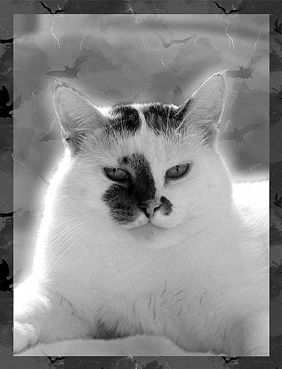 Ruda of the Evik7 family