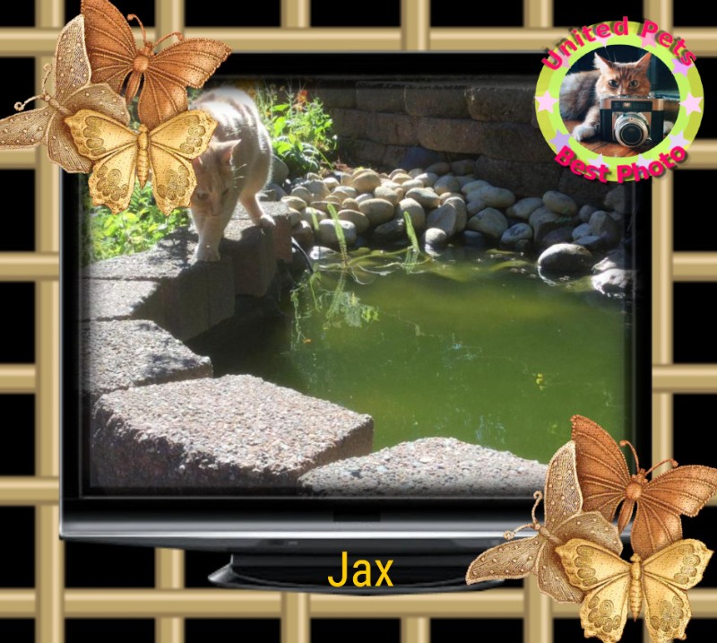 Jax of the Jax family