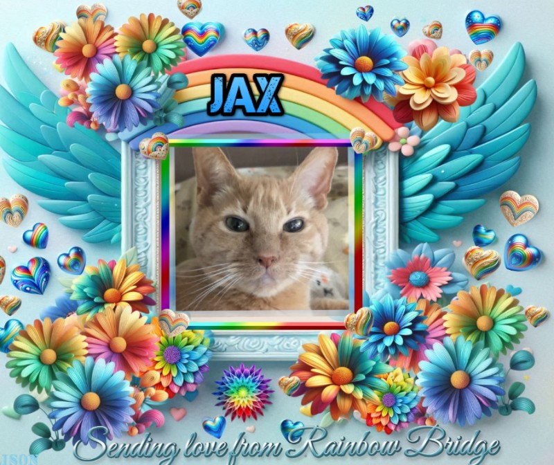 Jax uploaded   1 year/s ago