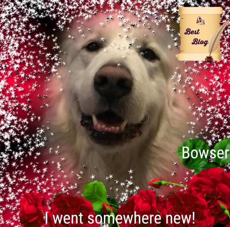 Bowser of the Jax family