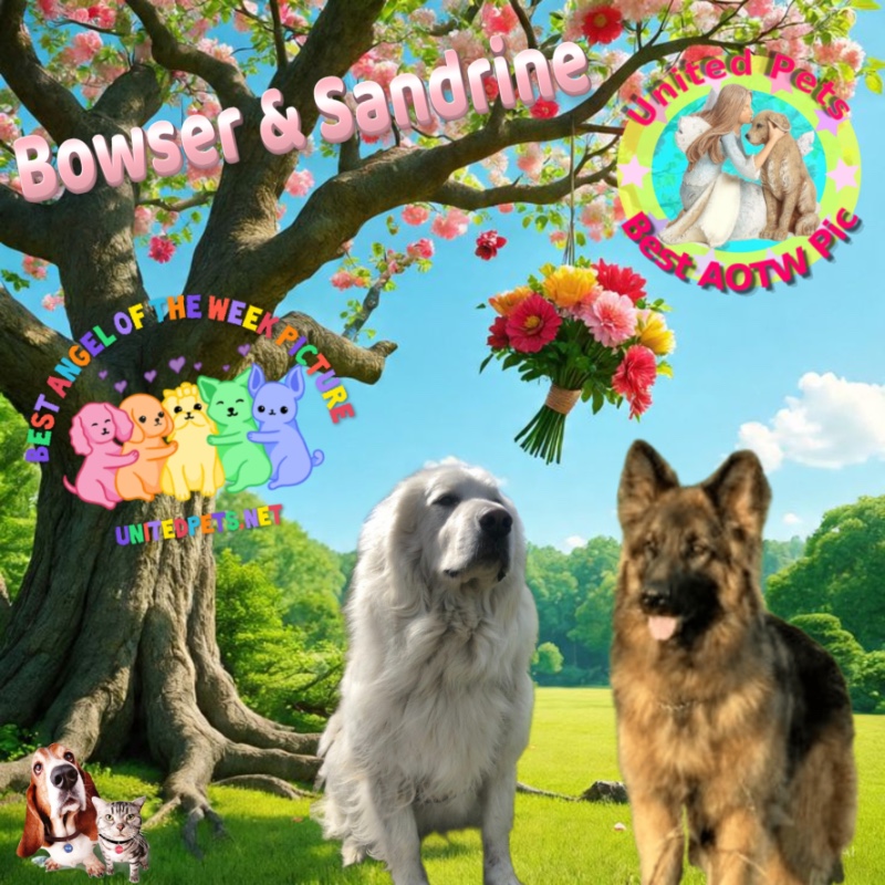 Bowser of the Jax family
