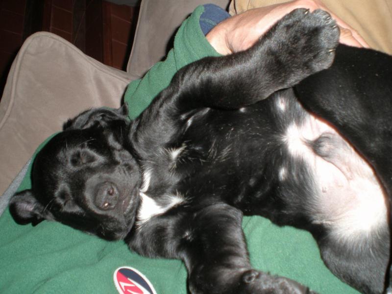 Zander of the Jax family