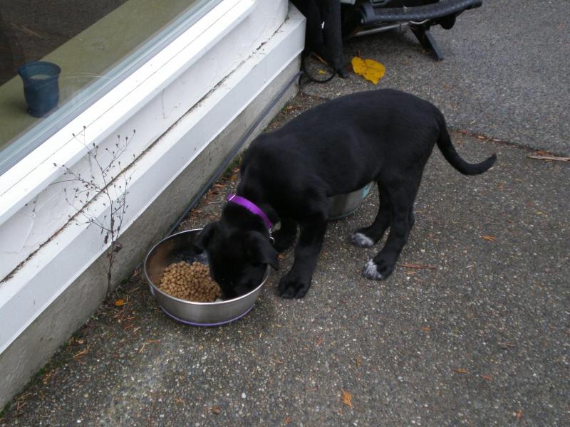 Zander of the Jax family