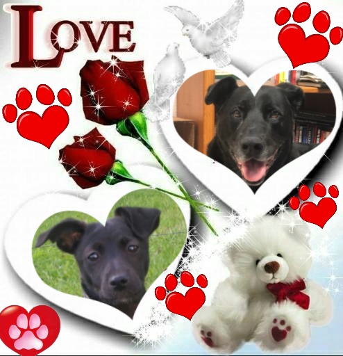 Zander of the Jax family