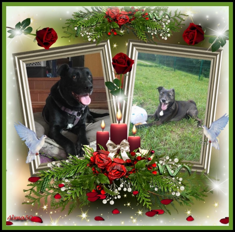 Zander of the Jax family