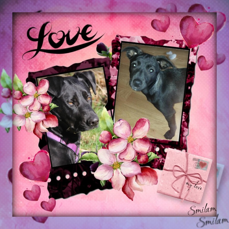 Zander of the Jax family