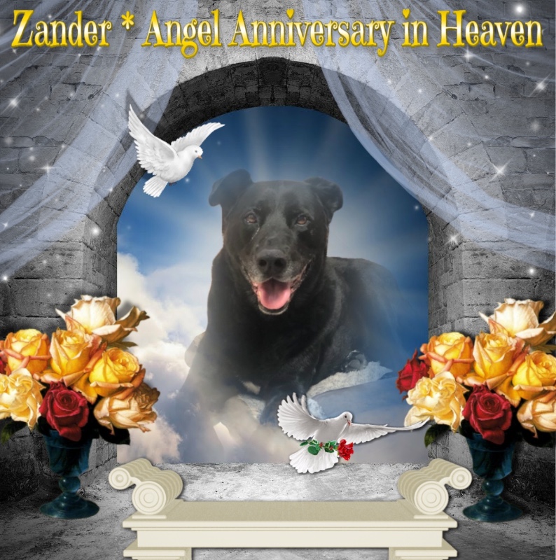 Zander of the Jax family