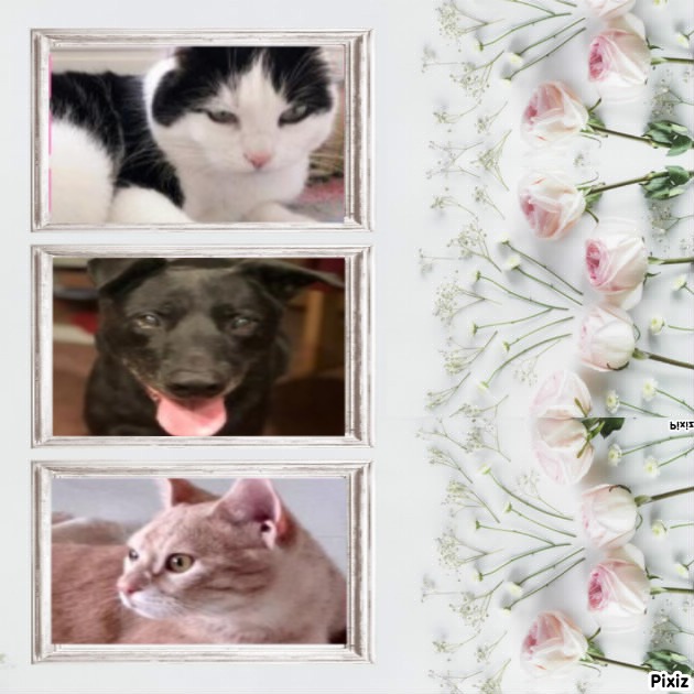 Zander of the Jax family