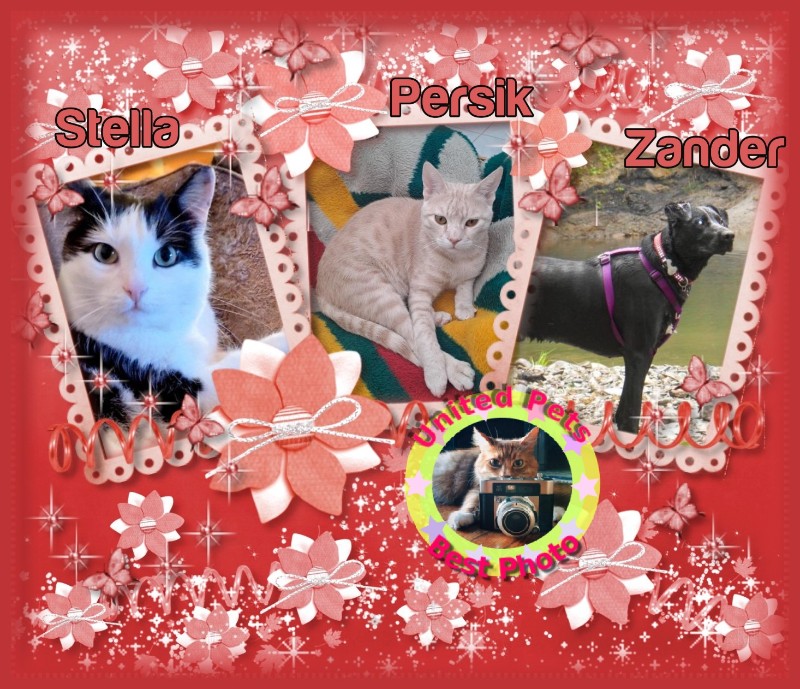 Zander of the Jax family