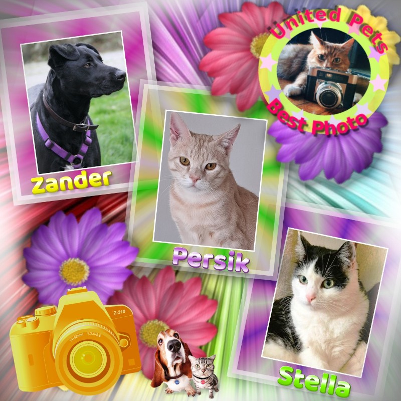 Zander of the Jax family