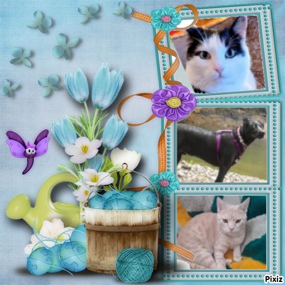 Zander of the Jax family