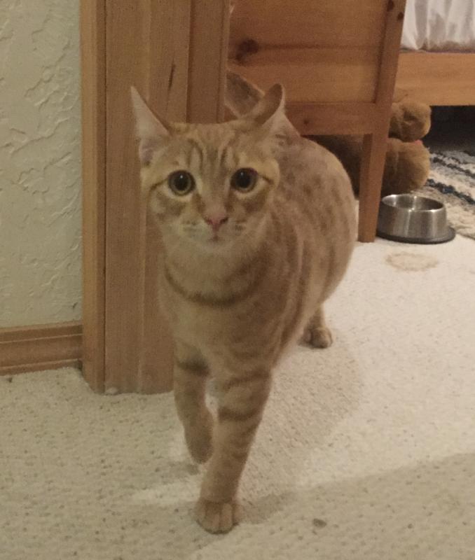 Cosmo of the Jax family