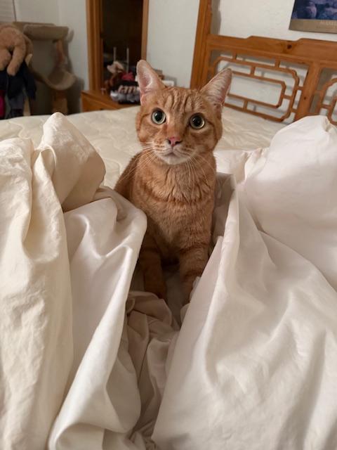 Cosmo of the Jax family