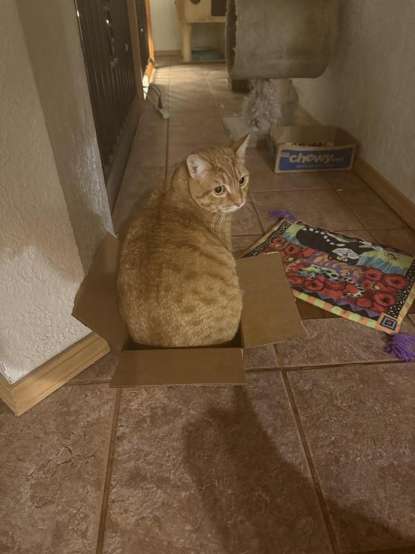 Cosmo of the Jax family