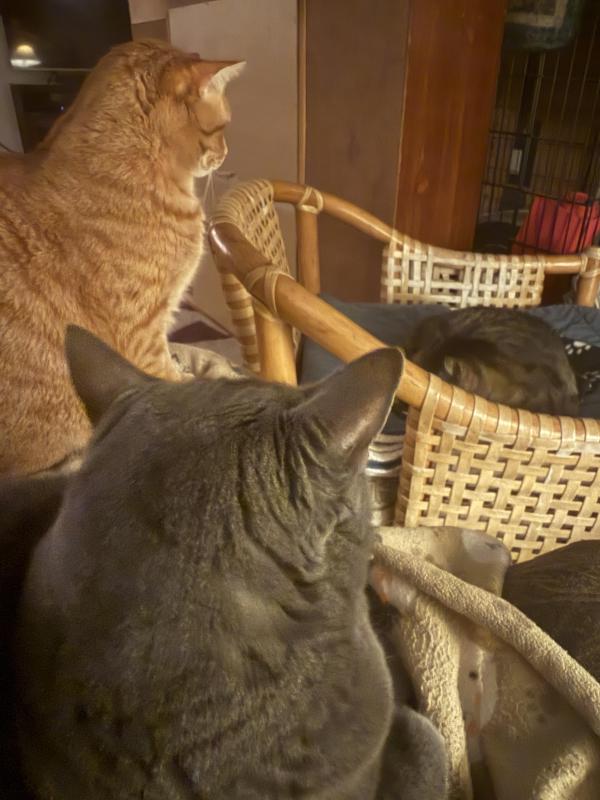 Jax uploaded   84  day/s  ago