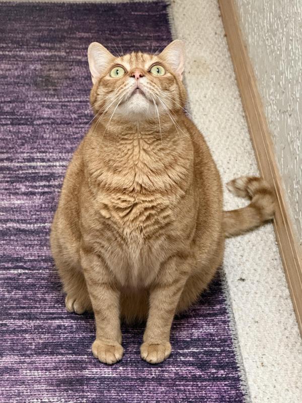 Cosmo of the Jax family
