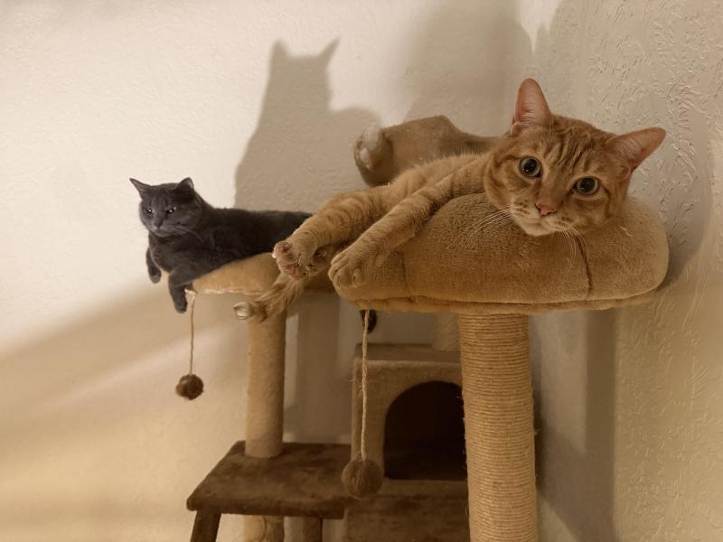 Cosmo of the Jax family