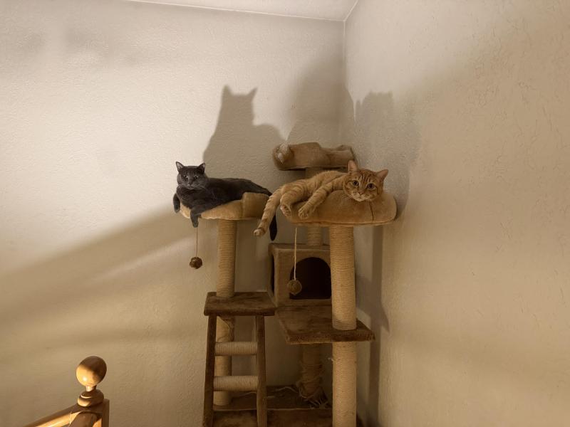 Cosmo of the Jax family