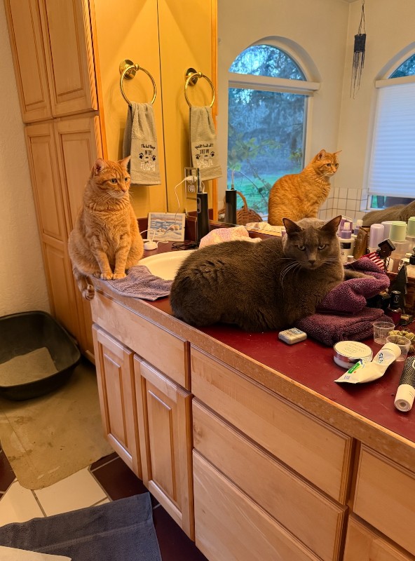 Cosmo of the Jax family