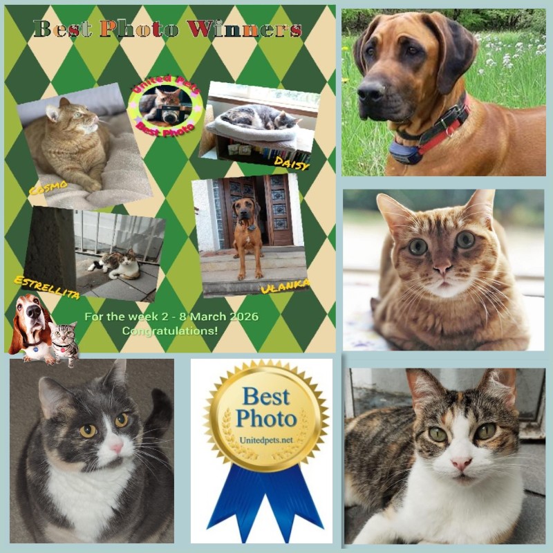 Cosmo of the Jax family