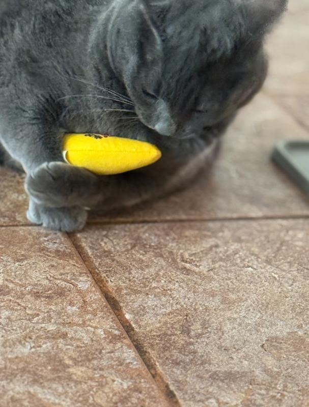 Ayla of the Jax family