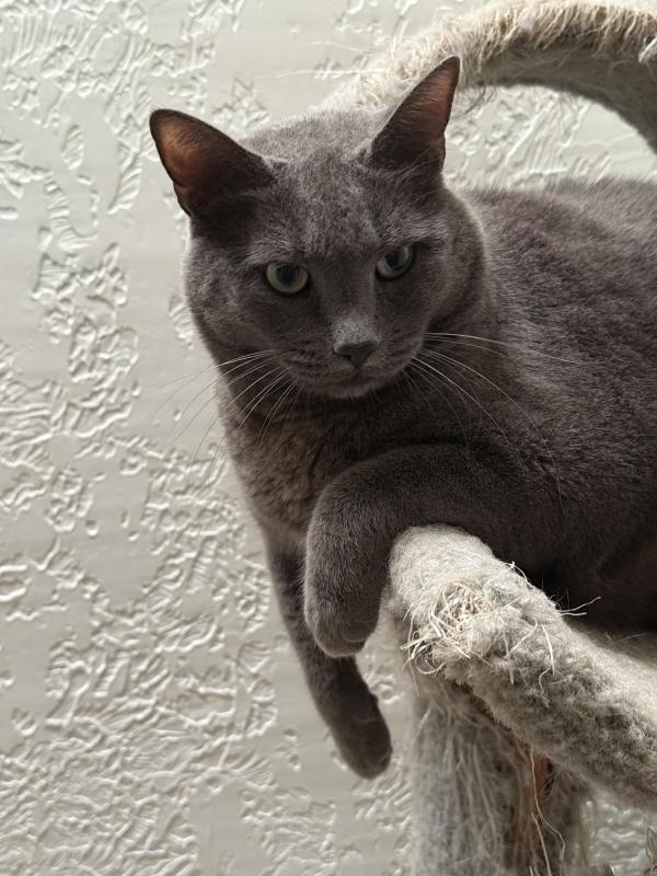 Ayla of the Jax family