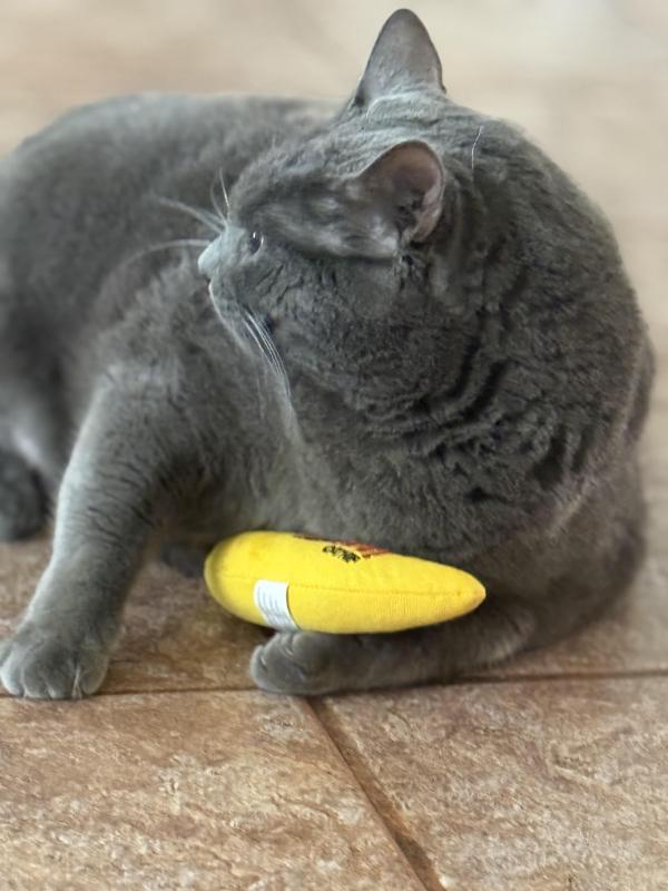 Ayla of the Jax family