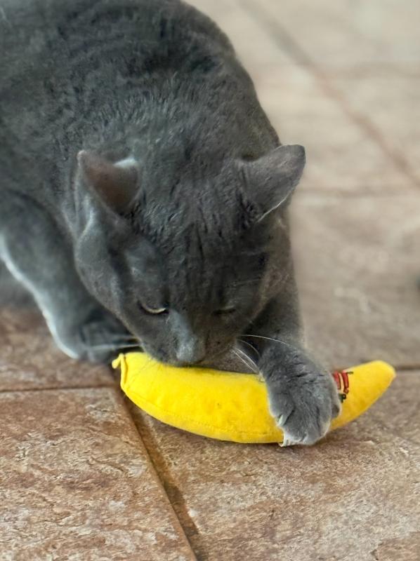 Ayla of the Jax family