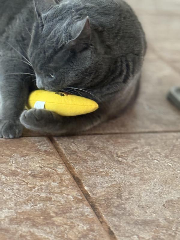 Ayla of the Jax family