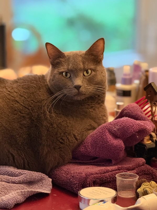 Ayla of the Jax family