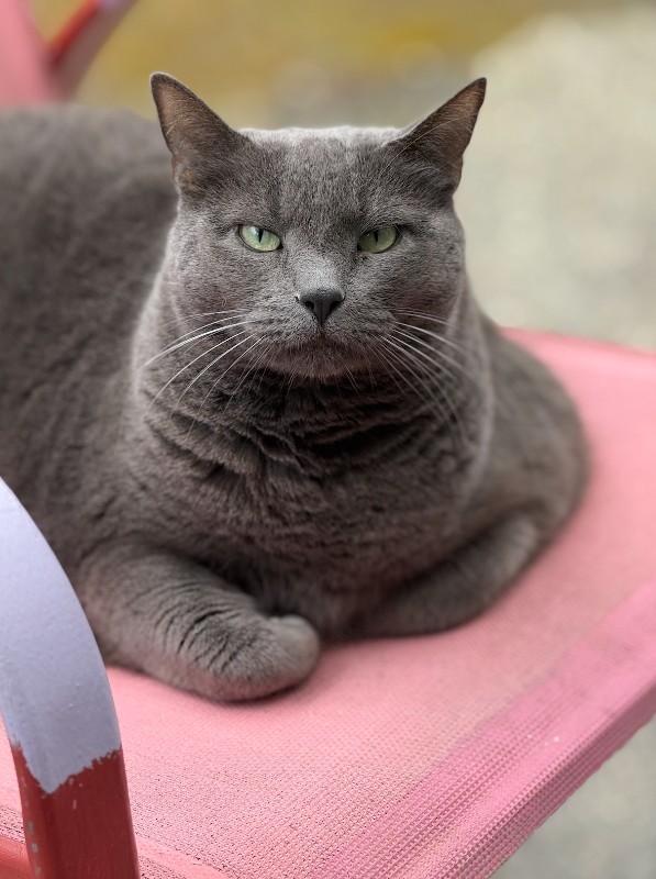 Ayla of the Jax family