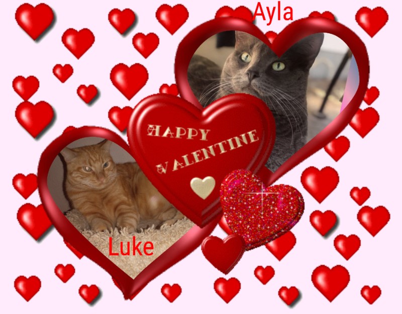 Ayla of the Jax family