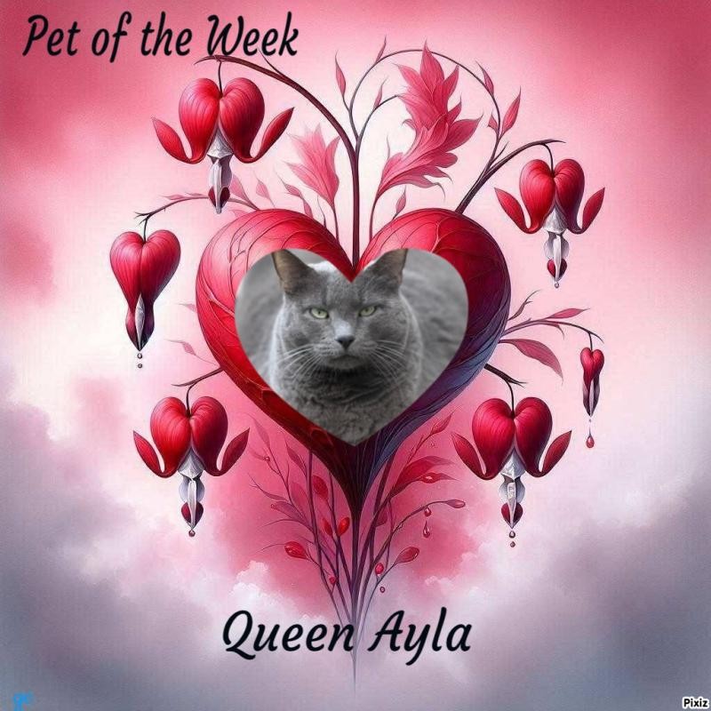 Ayla of the Jax family