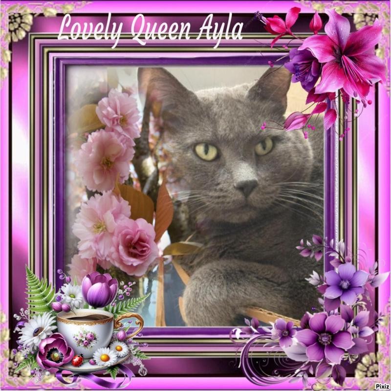 Ayla of the Jax family