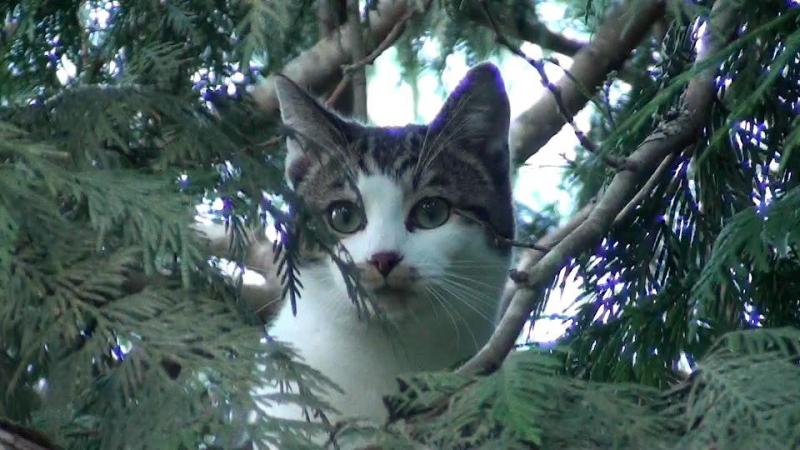 Jax uploaded   278  day/s  ago