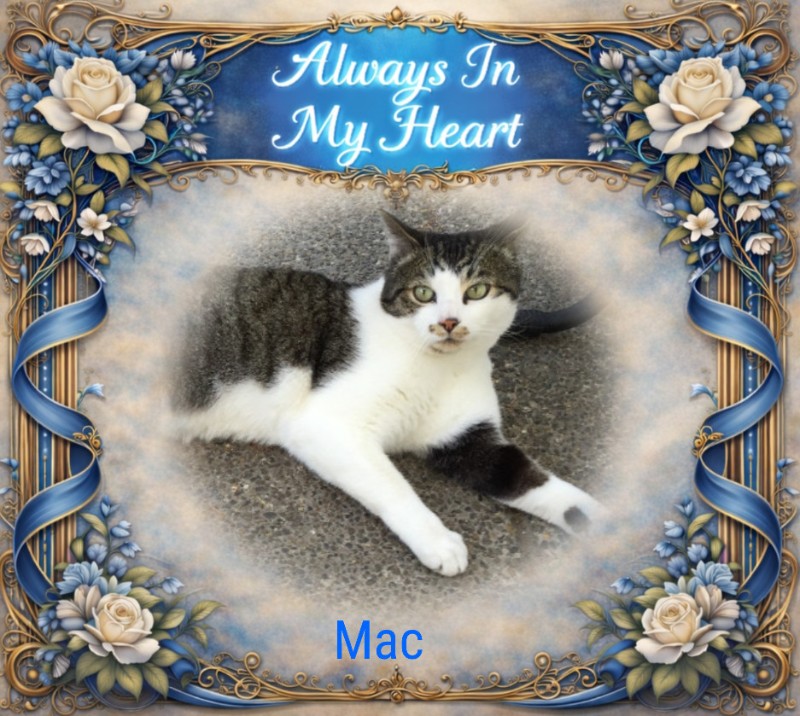 Mac of the Jax family