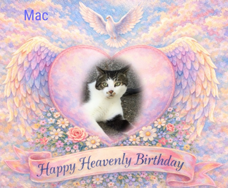 Mac of the Jax family