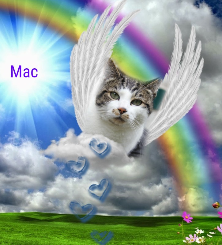 Mac of the Jax family