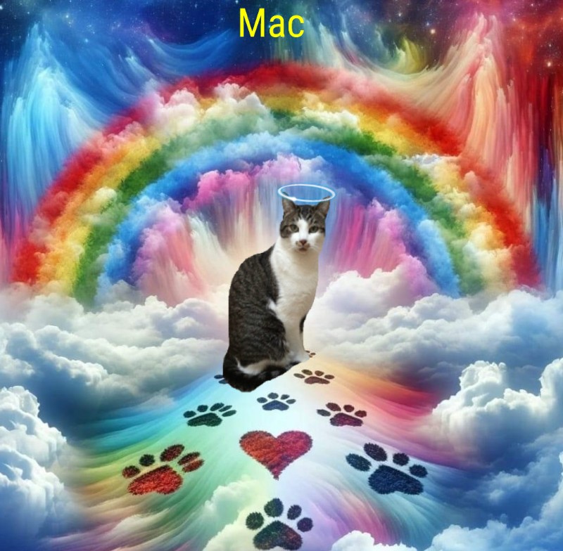 Mac of the Jax family