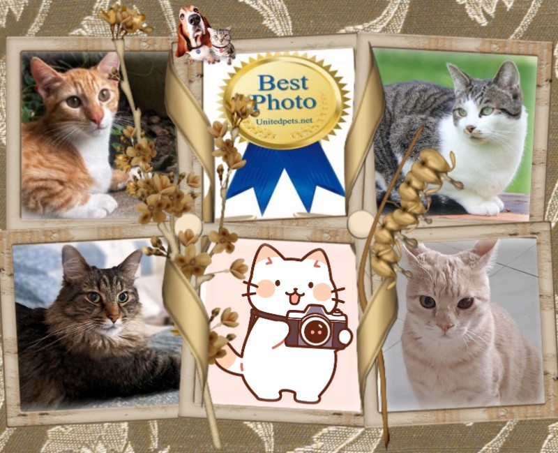 Mac of the Jax family