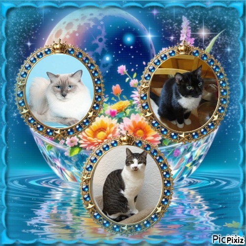 Mac of the Jax family