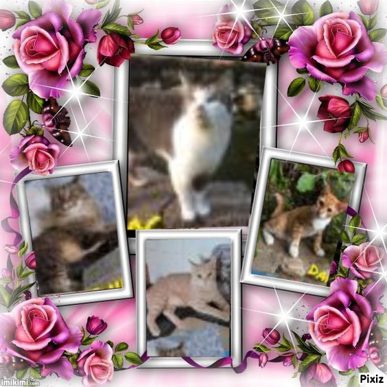 Mac of the Jax family