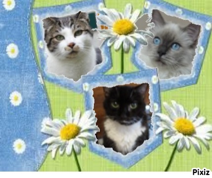 Mac of the Jax family